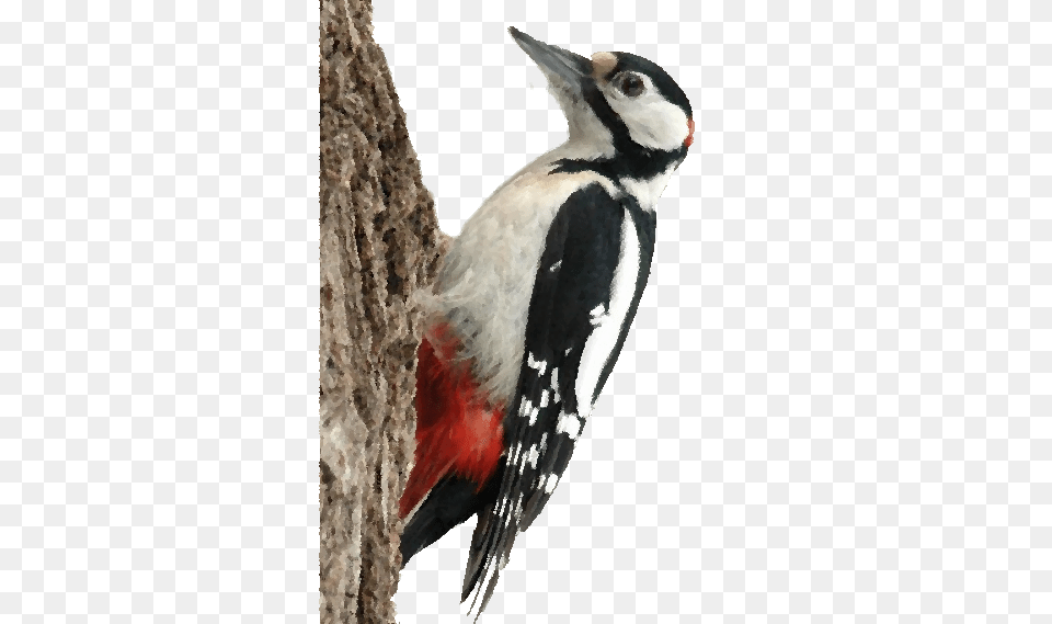 Woodpecker, Animal, Bird Png