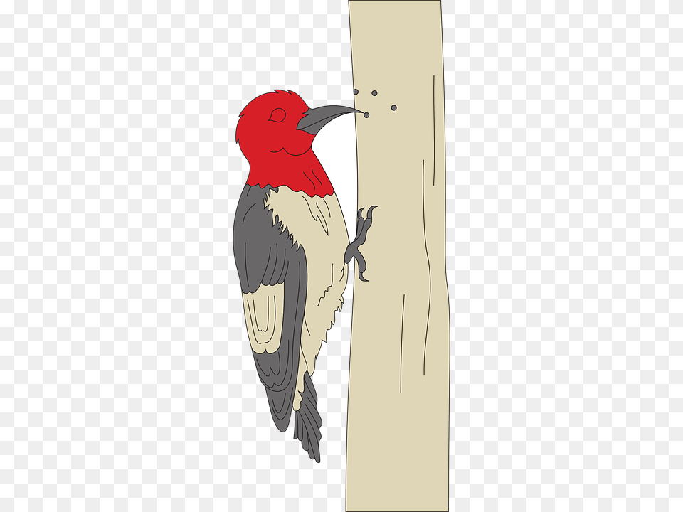 Woodpecker, Animal, Beak, Bird Png Image