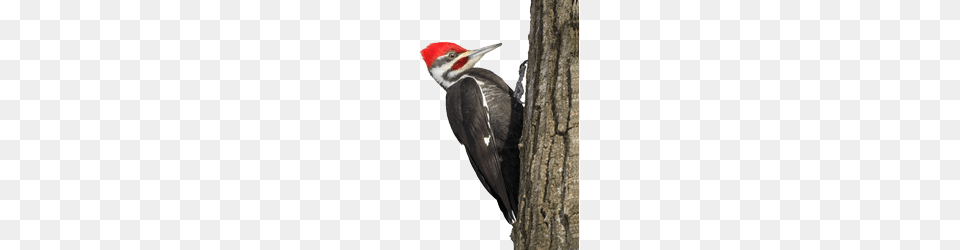 Woodpecker, Animal, Bird Free Transparent Png