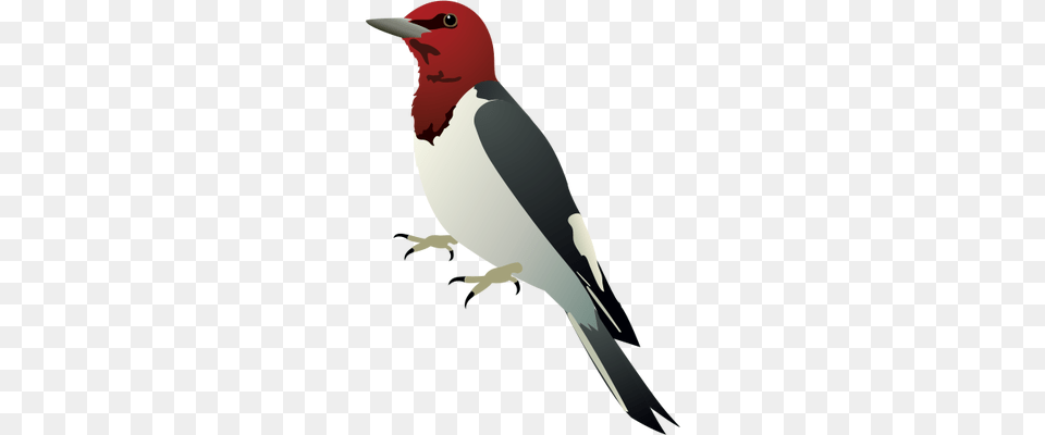 Woodpecker, Animal, Bird, Finch, Person Free Png