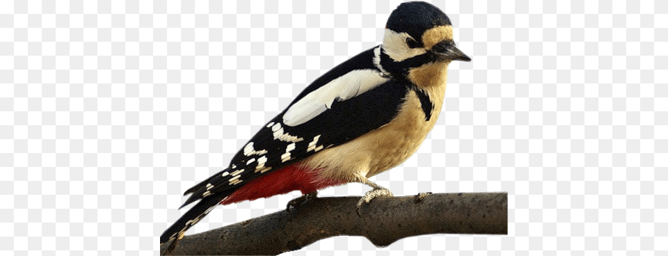 Woodpecker, Animal, Beak, Bird, Finch Free Png