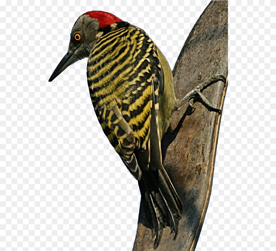 Woodpecker All Birds Wiki Fandom, Animal, Bird Png
