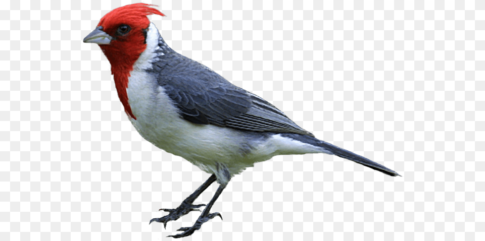 Woodpecker Bird Clipart Realistic, Animal, Beak, Finch, Cardinal Free Png