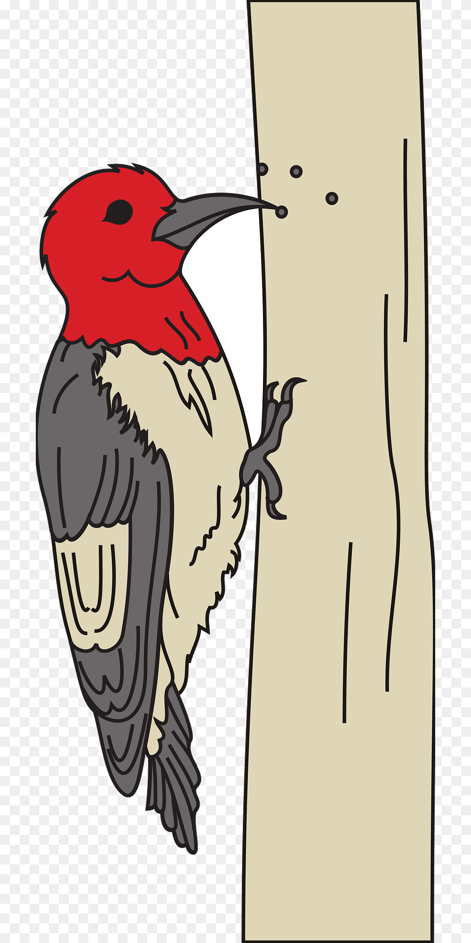 Woodpecker Clipart, Animal, Beak, Bird, Person Png Image