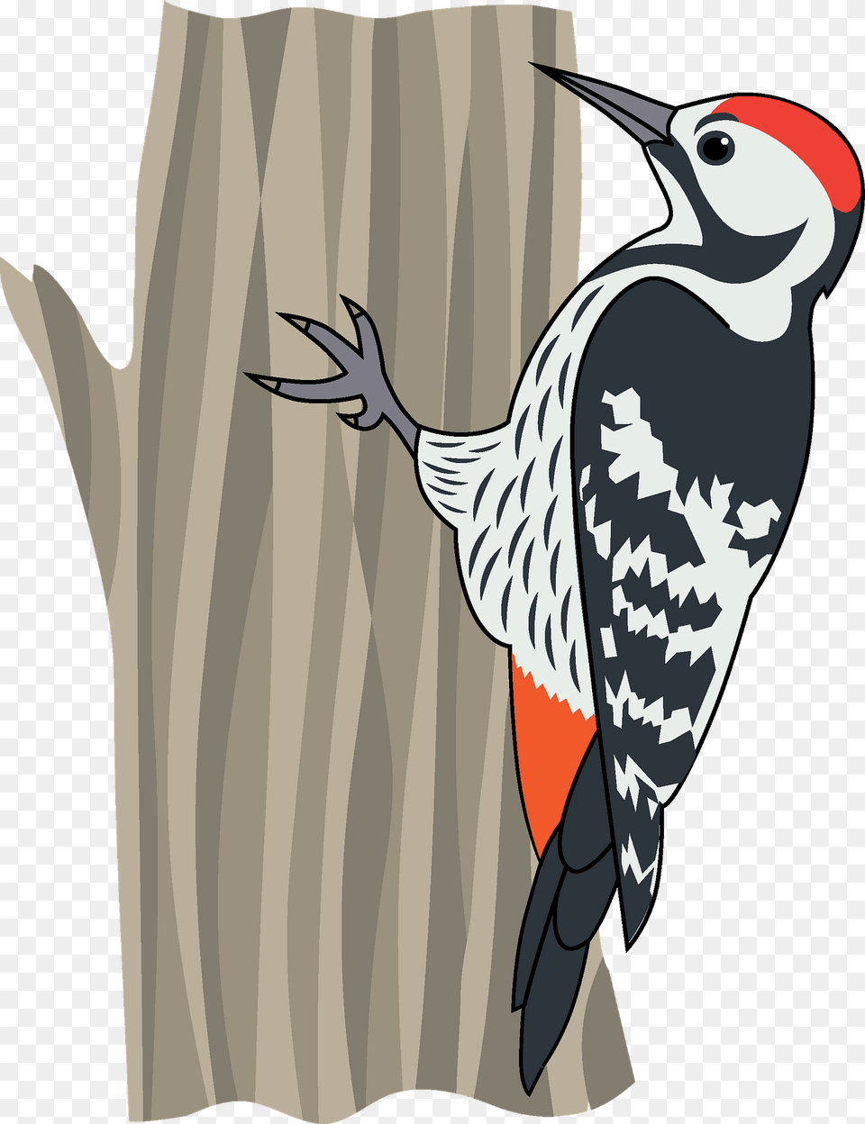 Woodpecker Clipart, Animal, Bird, Kangaroo, Mammal Png