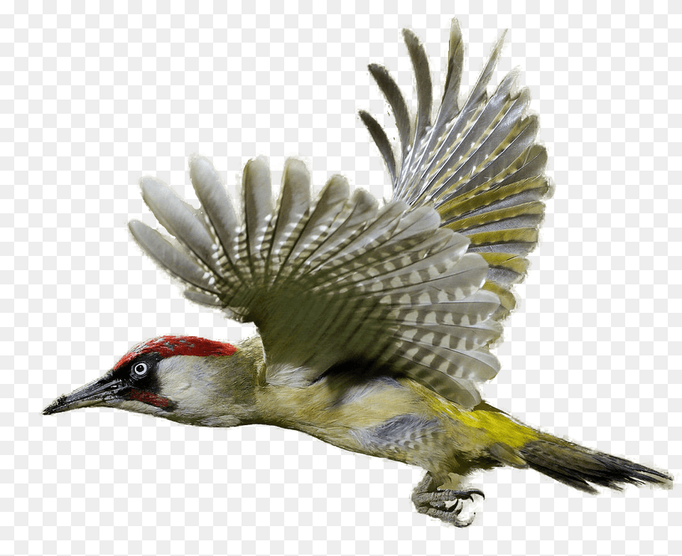 Woodpecker Flying, Animal, Bird, Finch Free Transparent Png