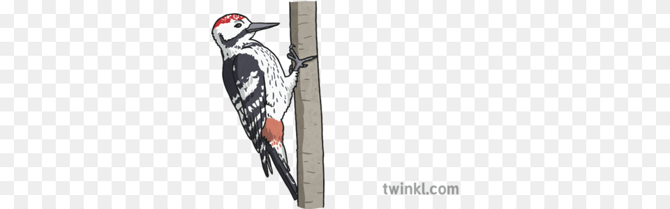Woodpecker Illustration Leuconotopicus, Animal, Bird Png Image