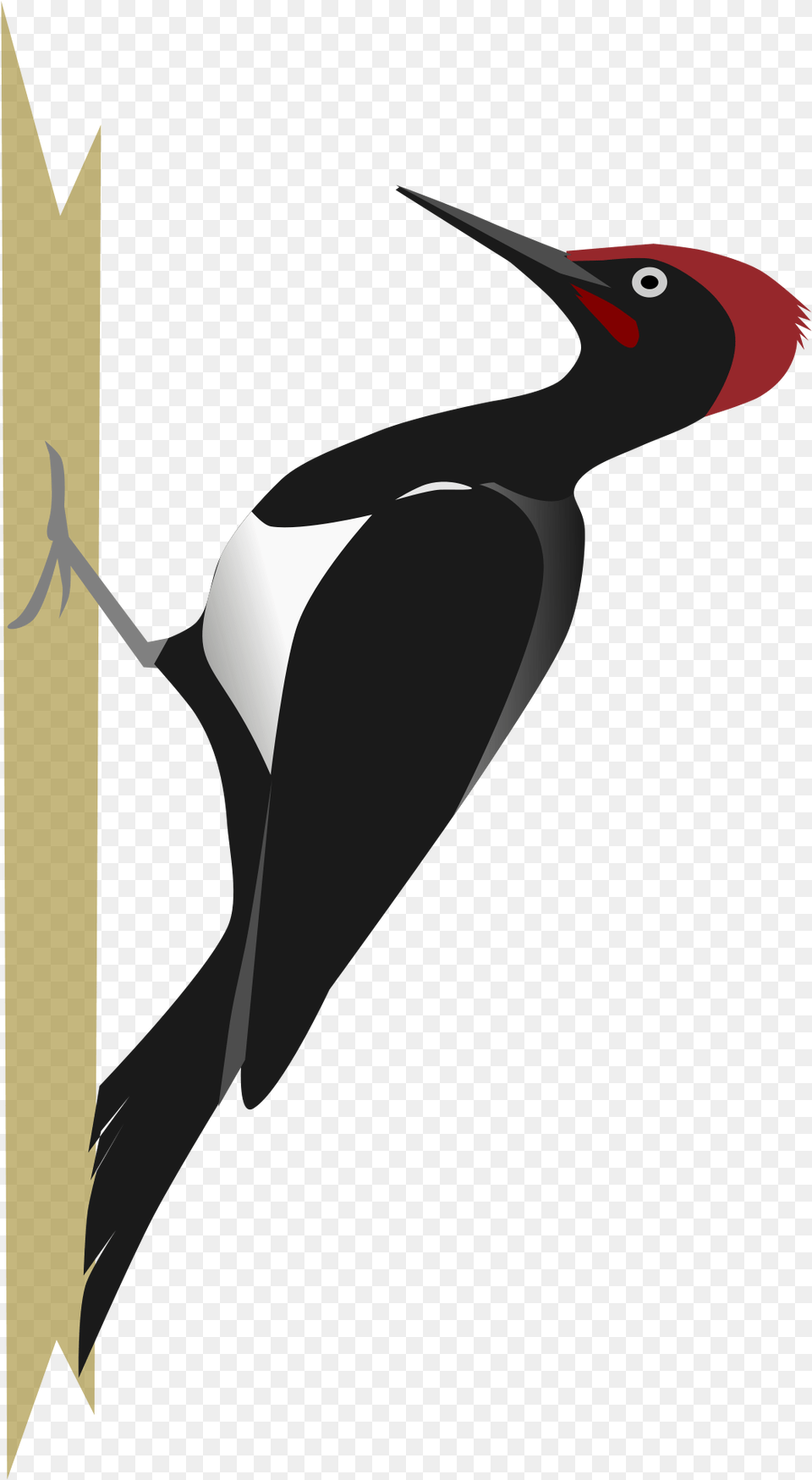 Woodpecker Images Download Woodpecker, Animal, Bird Free Png