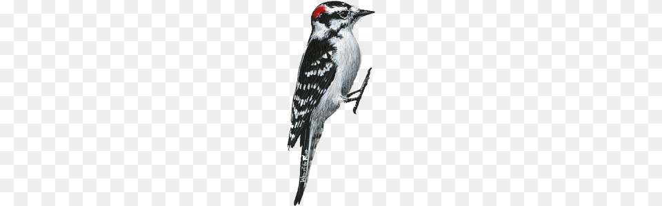 Woodpecker Right, Animal, Bird Png Image