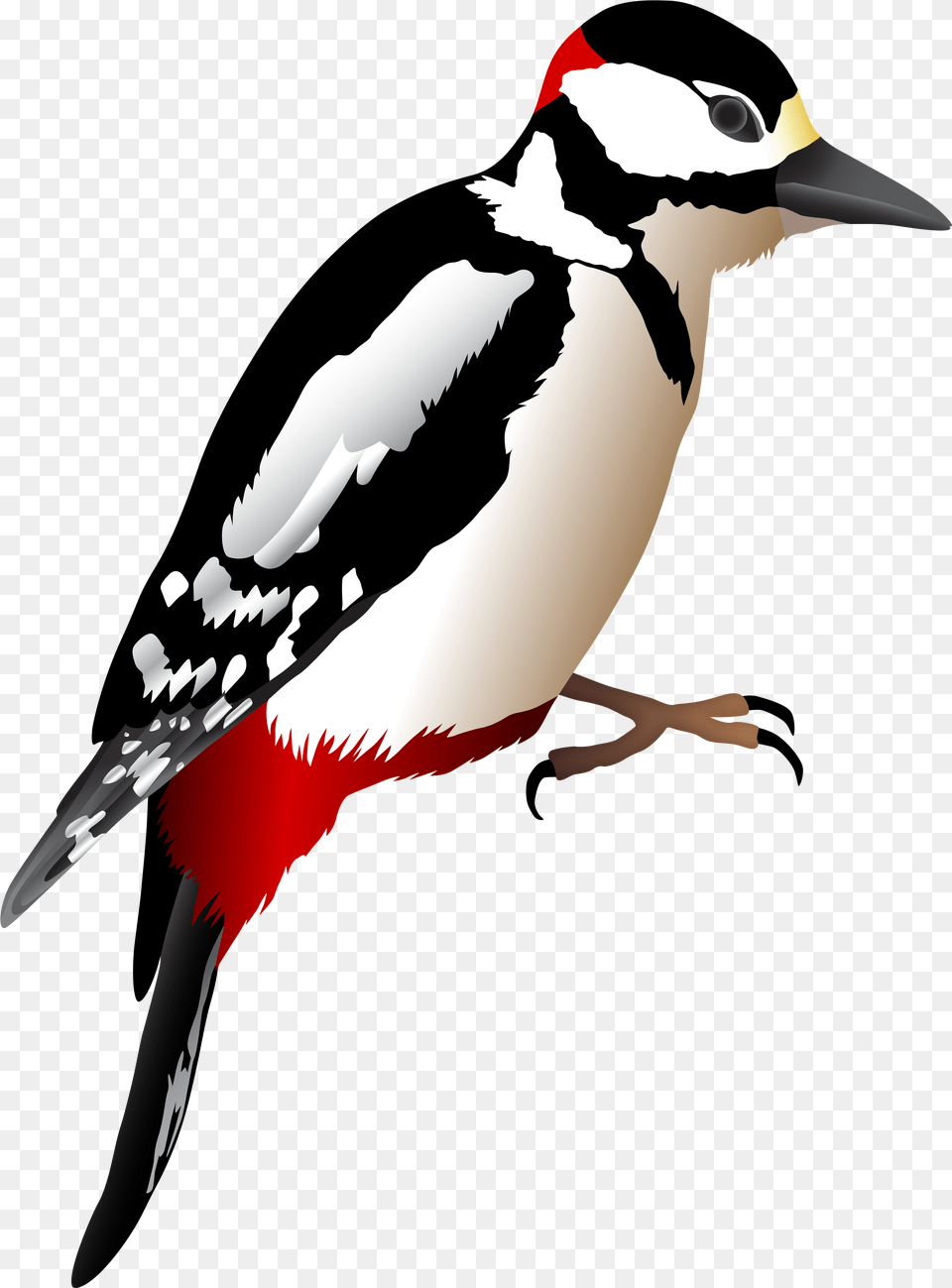 Woodpecker Transparent, Animal, Bird, Beak, Person Png Image