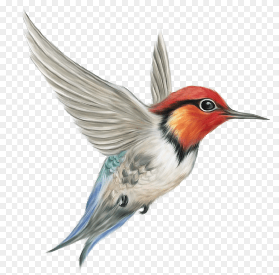 Woodpecker 19 Background Bird Animal, Bee Eater Free Transparent Png
