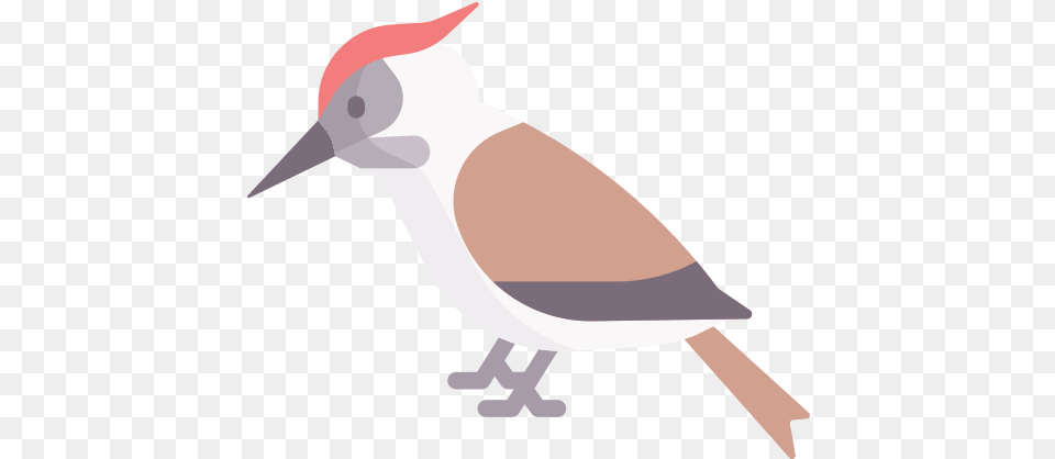 Woodpecker Woodpecker Icon, Animal, Beak, Bird, Finch Png Image