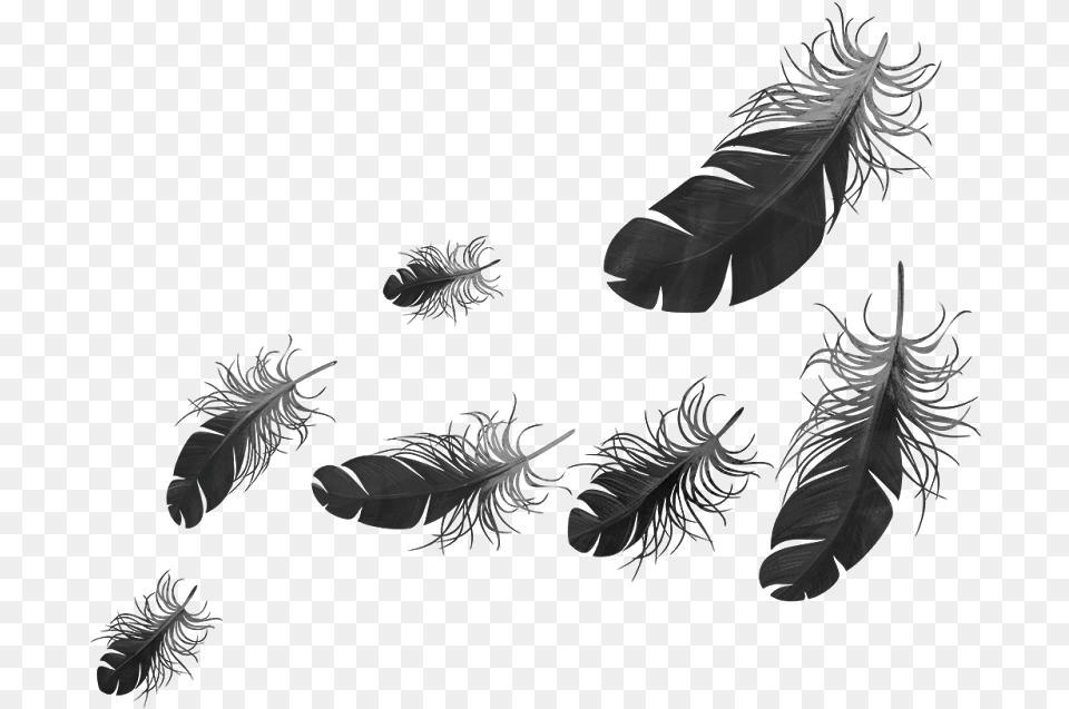 Woods Free Transparent Png