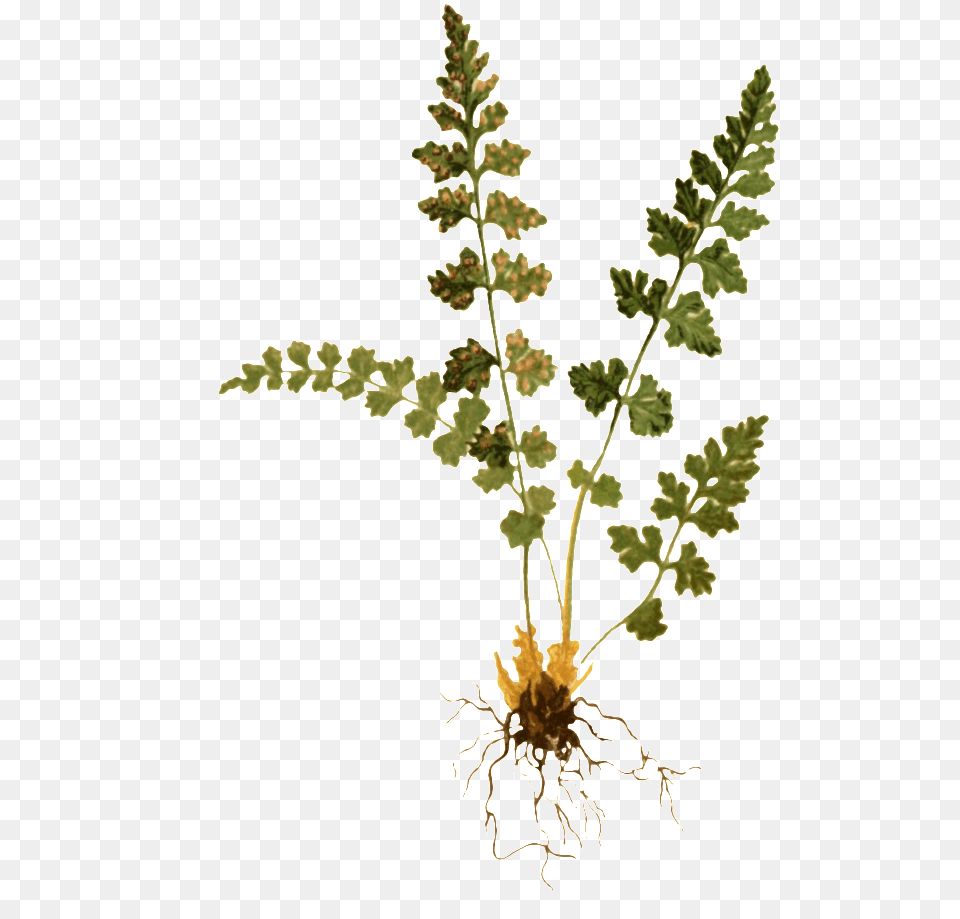 Woodsia Hyperborea, Fern, Plant, Leaf Png