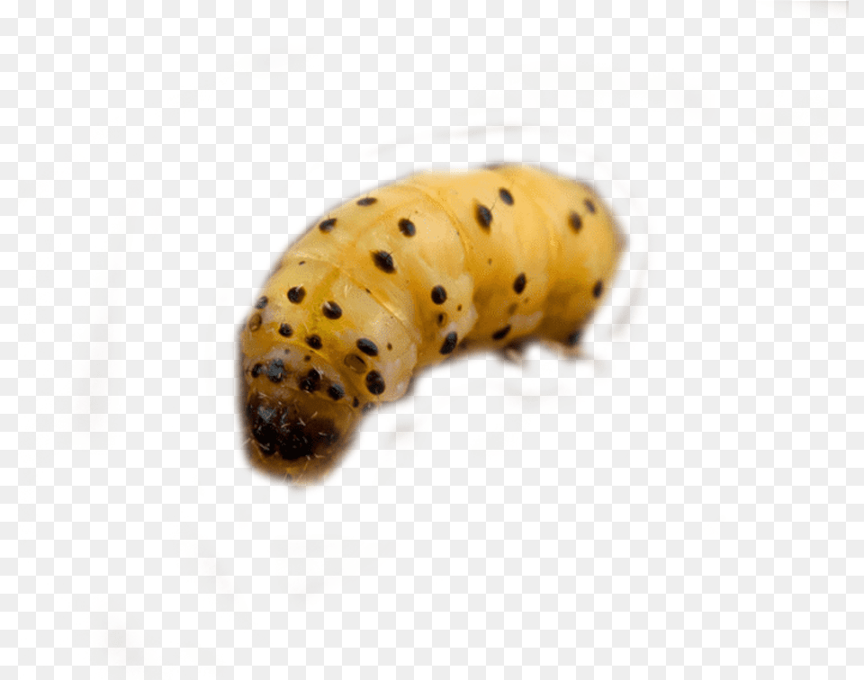 Woodworm Control And Woodworm Treatment By Swat Pest Caterpillar, Animal, Insect, Invertebrate Free Png Download