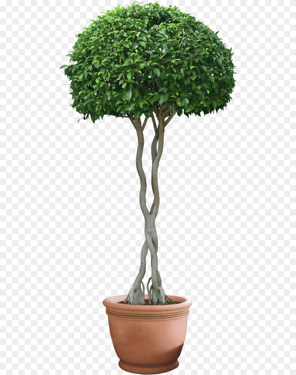 Woody Plant Plant, Potted Plant, Tree, Bonsai Png