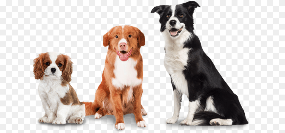 Woofpack Extra Dogs Soft Coated Border Collie, Animal, Canine, Dog, Mammal Png