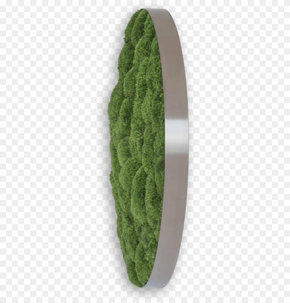 Wool, Potted Plant, Tree, Plant, Moss Png Image