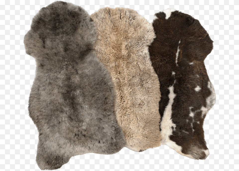 Wool, Home Decor, Rug, Animal, Bear Png