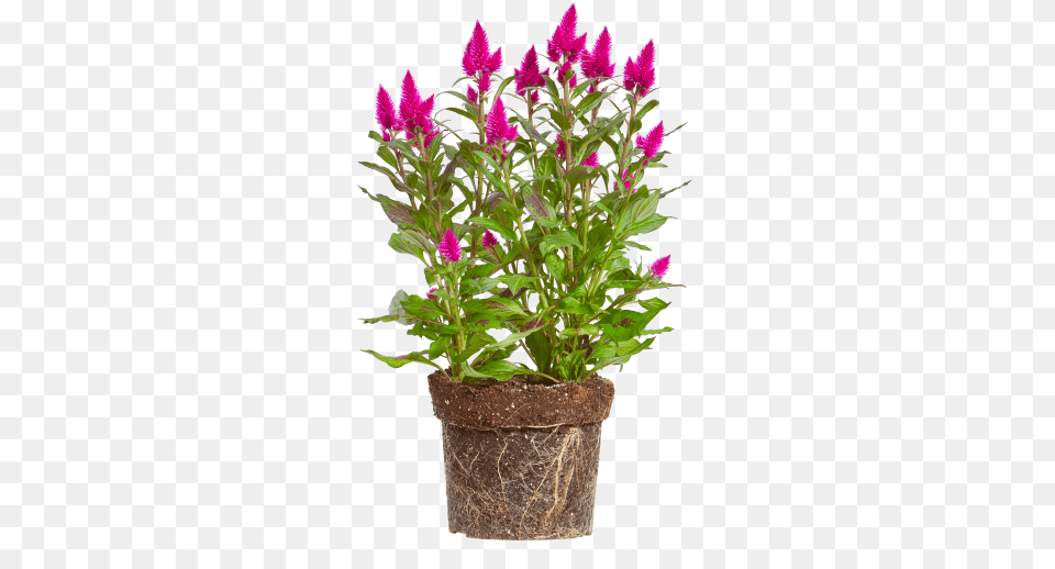 Woolflower Flowerpot, Flower, Plant, Potted Plant, Flower Arrangement Png Image