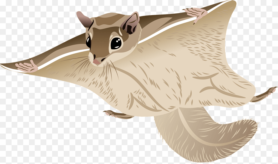 Woolly Flying Squirrel Clipart, Animal, Mammal, Fish, Sea Life Png