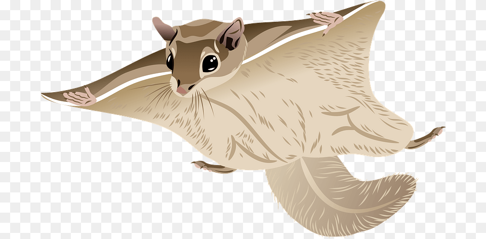 Woolly Flying Squirrel Clipart Download Transparent Animal Figure, Mammal, Fish, Sea Life, Shark Png Image