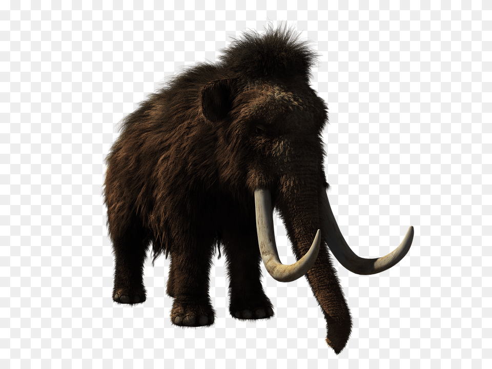 Woolly Mammoth Animal, Bear, Mammal, Wildlife Free Png Download