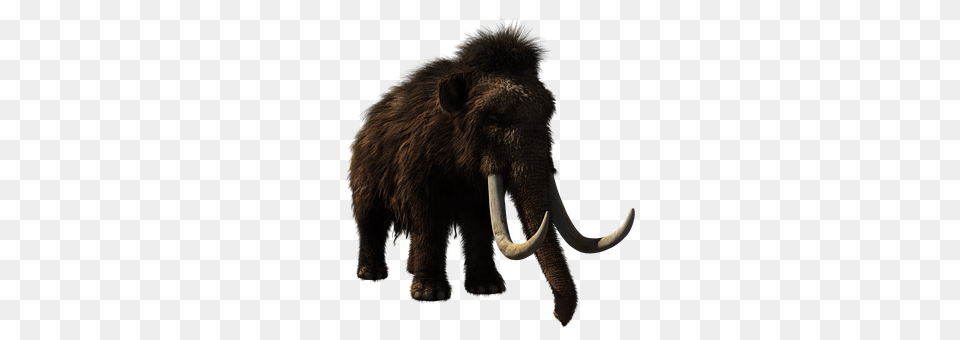 Woolly Mammoth Animal, Elephant, Mammal, Wildlife Free Png