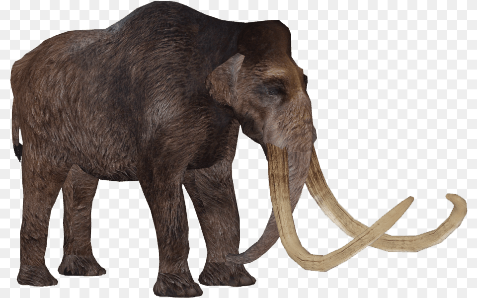 Woolly Mammoth, Animal, Elephant, Mammal, Wildlife Free Png Download