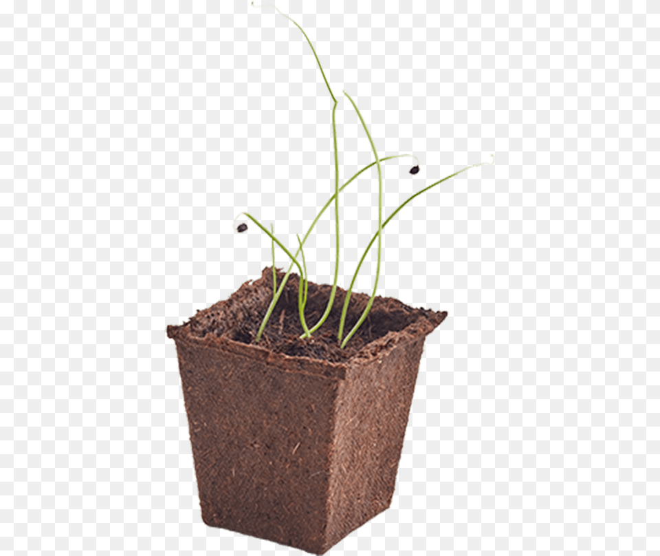Woolworths Discovery Garden Onion, Jar, Plant, Planter, Potted Plant Free Png Download