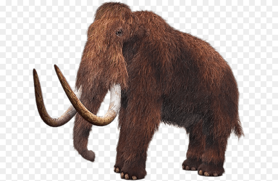 Wooly Mammoth, Animal, Bear, Mammal, Wildlife Png Image