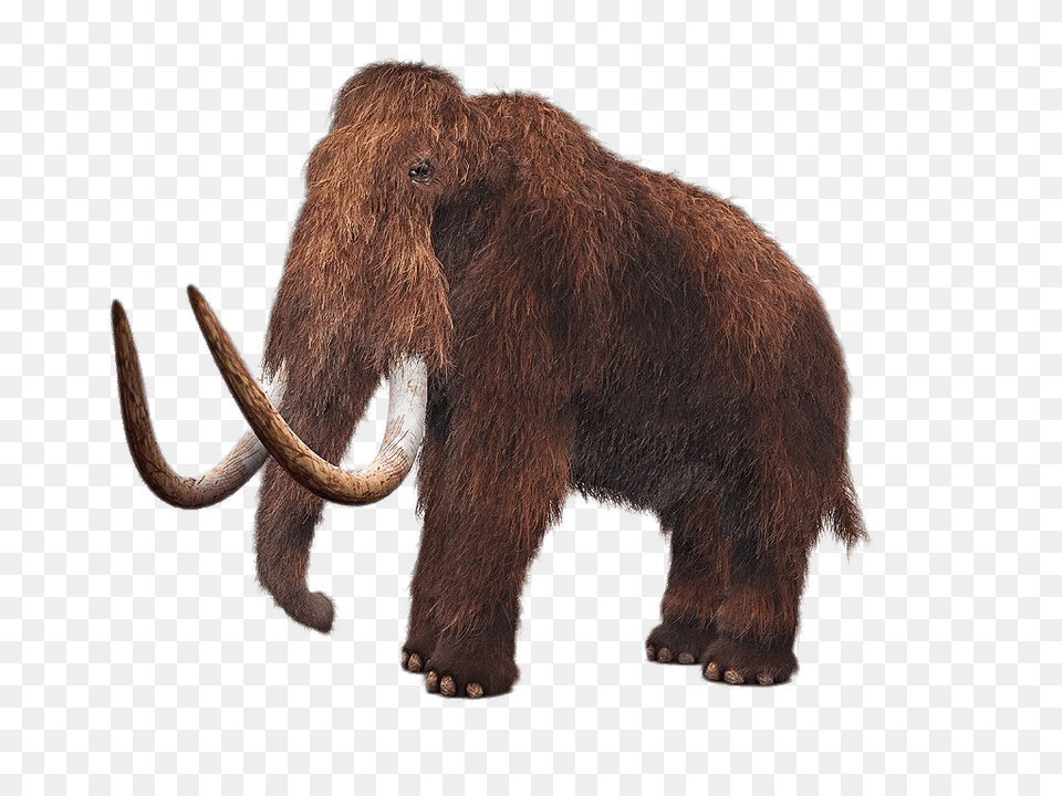 Wooly Mammoth, Animal, Bear, Mammal, Wildlife Free Transparent Png