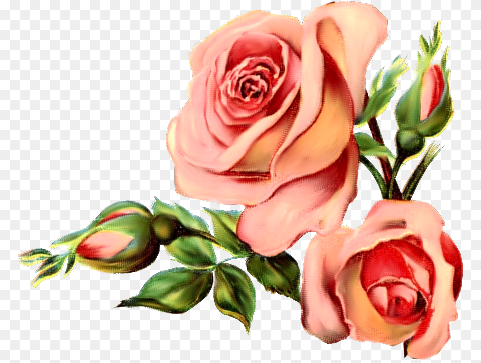 Wordpress Logo Clipart Rose Vintage Flower Graphic, Flower Arrangement, Flower Bouquet, Plant, Petal Free Transparent Png