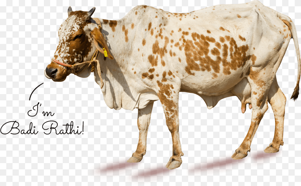 Working Animal, Bull, Cattle, Livestock, Mammal Png Image