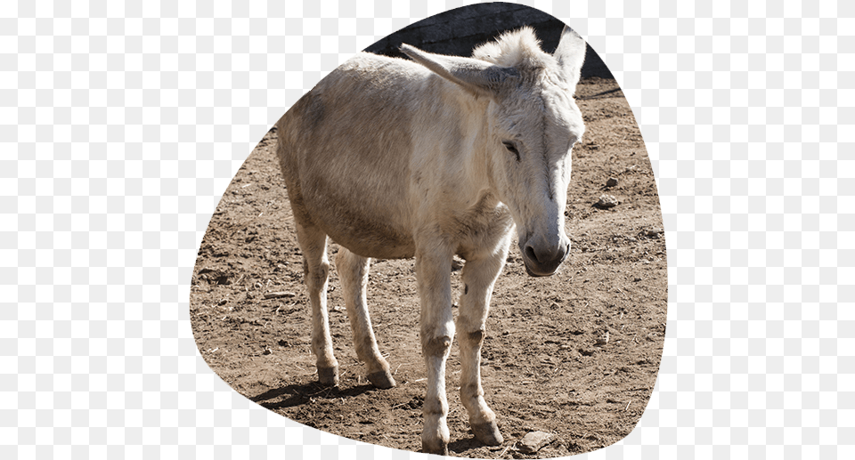 Working Animal, Donkey, Mammal, Horse Png Image