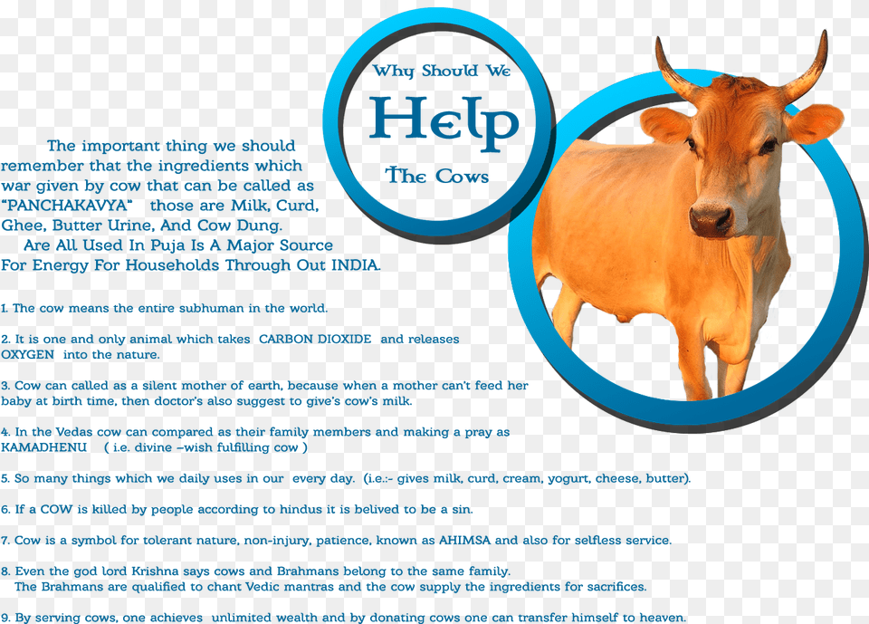 Working Animal Working Animal, Bull, Cattle, Cow, Livestock Free Png Download