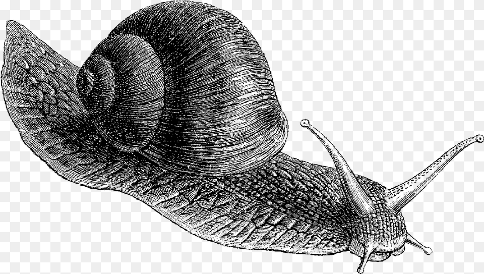 Working At A Snail39s Pace, Gray Free Png Download