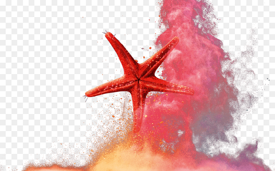 Works On Both Sides Starfish, Person, Animal, Sea Life Free Transparent Png