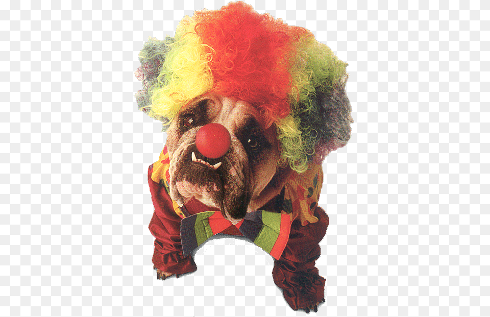 World Animal Beauti And Funny Dog Halloween Costumes Clown Dog, Performer, Person, Canine, Mammal Png Image