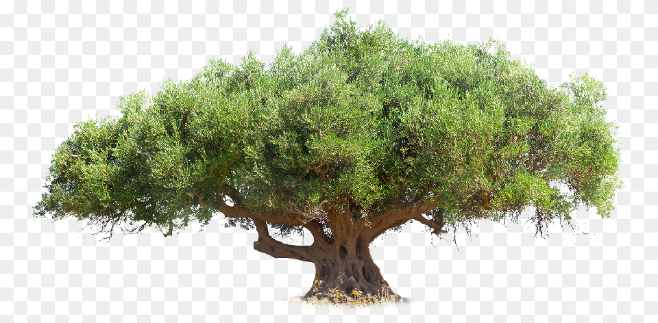 World Day Of The Olive Tree Mexican Pinyon, Plant, Potted Plant, Vegetation, Conifer Png