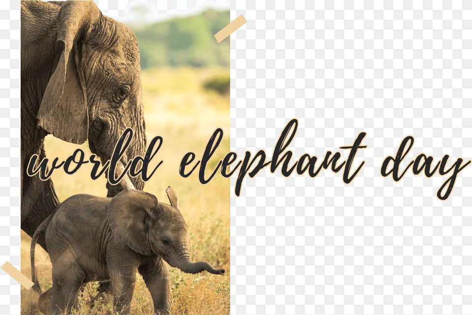 World Elephant Day 2019, Animal, Mammal, Wildlife Free Png