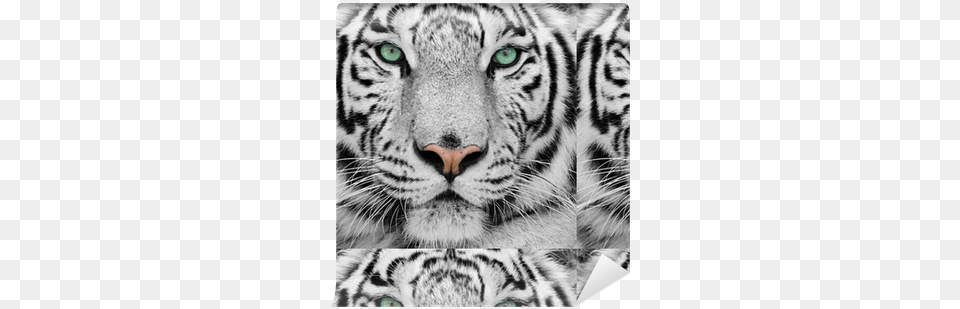 World Menagerie Acrylic Photographic Print, Animal, Mammal, Tiger, Wildlife Free Png