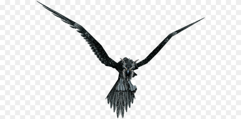 World Of Warcraft Wiki Storm Crow, Animal, Bird, Flying, Vulture Free Transparent Png