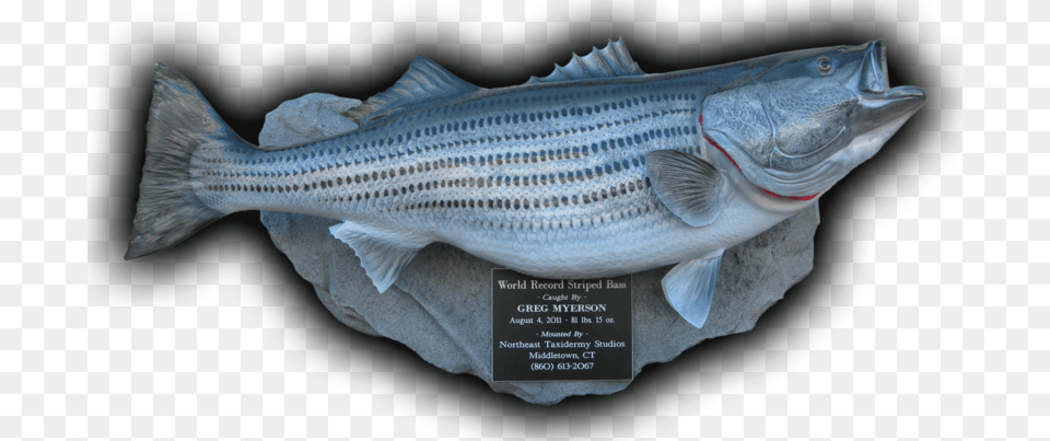 World Record Striped Bass Fish Mount Replica 81 Lbs Striper Bass Trophy Mounts, Animal, Sea Life, Cod Free Png Download