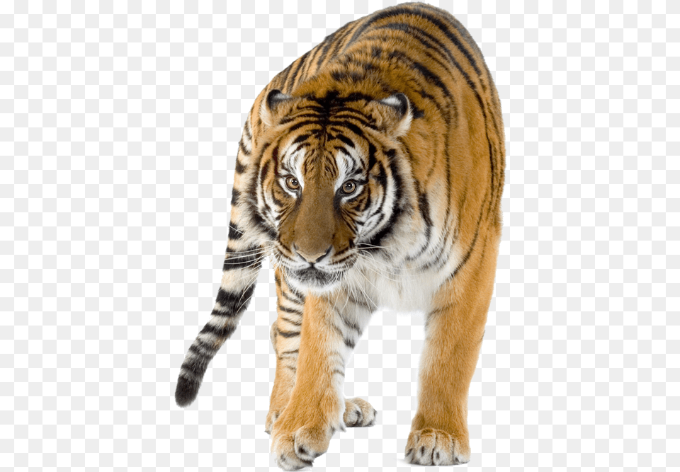 World Tiger Day Infographic, Animal, Mammal, Wildlife, Cat Free Png Download