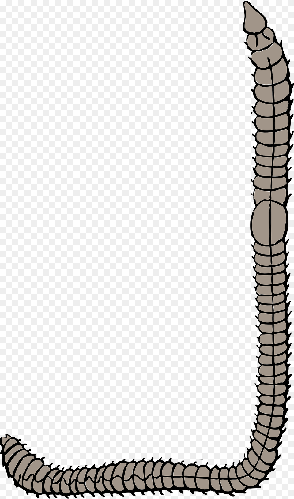 Worm Clipart Png Image