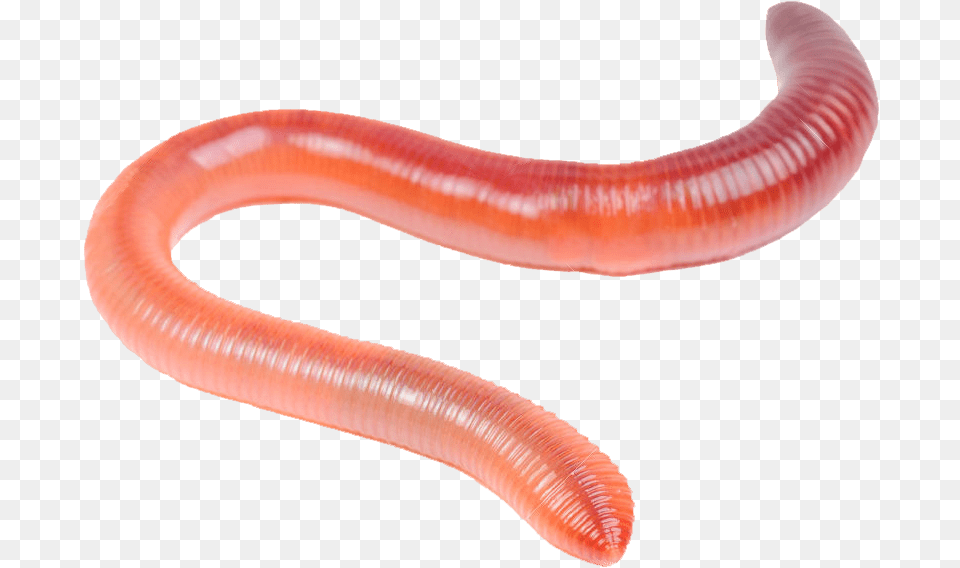 Worm Clipart Worm Transparent Background, Animal, Invertebrate, Smoke Pipe Free Png Download