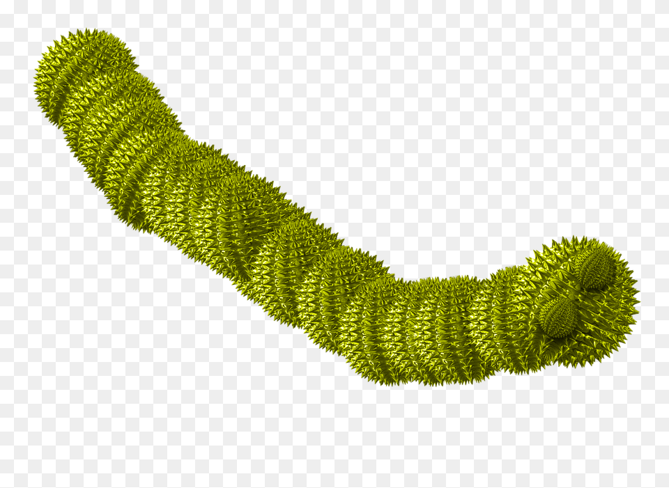 Worm Green Spiky, Moss, Plant, Accessories Png Image