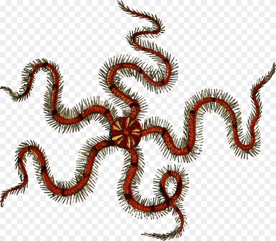 Worm Sea Brittle Star, Pattern, Animal, Dinosaur, Reptile Png