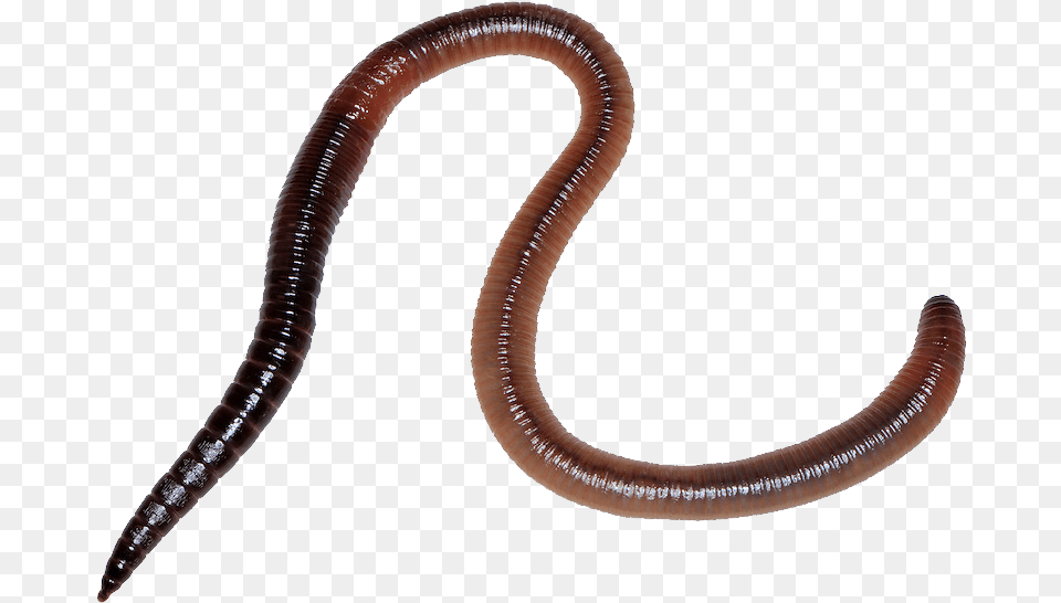 Worm Worm, Animal, Insect, Invertebrate Free Png Download